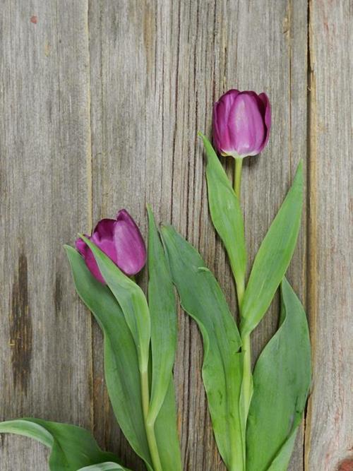 PURPLE TULIPS